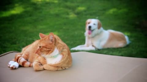 Friendly Cat And Dog