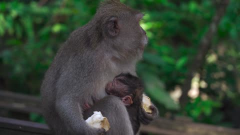monkey and baby eating