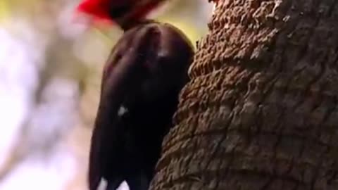 How does a woodpecker that wakes up early peck at worms?