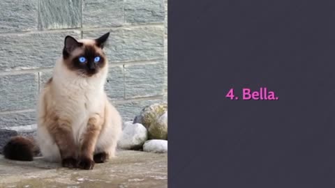 Cute Female cats names beautiful and short names for cats lover