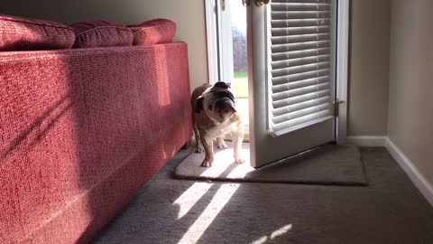 Bulldog Is Done Waiting For Walk