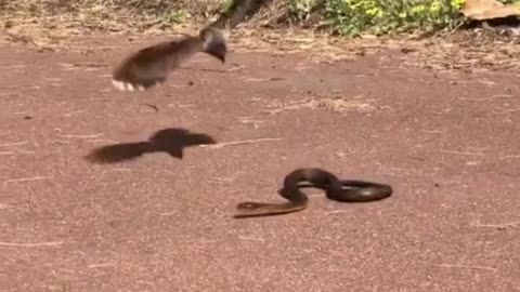 Bird Vs Snakes Fights