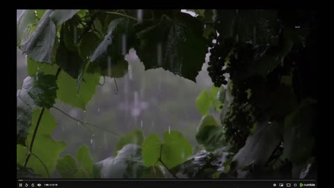 Rain Ambience - Rain Sounds for Sleeping - Beat Insomnia, Relax, Study, Reduce Stress.