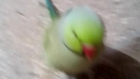 Parrot is playing with a new toy so cuetly