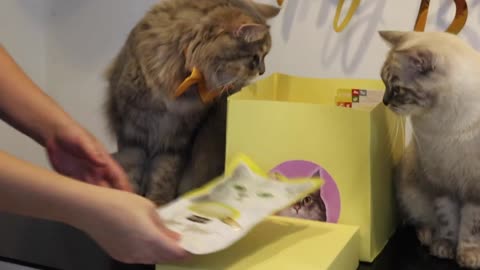 Awesome cats have the best birthday party