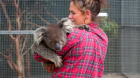 A volunteer animal worker holds a large koala