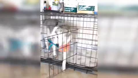 Dog reaction to cutting of cake