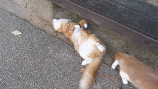 cat training video