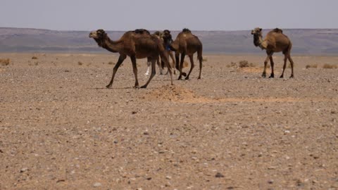 Herd dromedary camels passing by in the Erg Chebbi Sahara Desert in Morocco