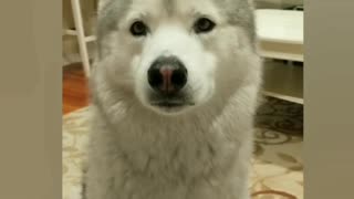 Adorable dog begs for food