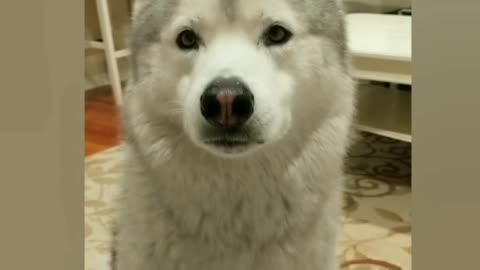 Adorable dog begs for food