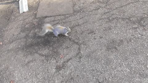grey squirrel looking for food