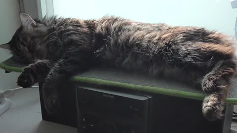 The cat sleeps on radios