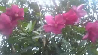 Azalea flowers recorded in the morning, they are very beautiful! [Nature & Animals]