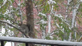 Poor squirrel stuck in a tree during a snowstorm