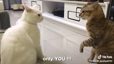 Cats talking these cats can speak english better than human being