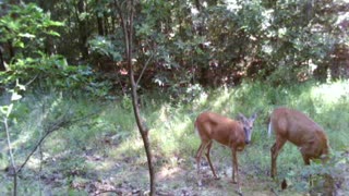 Does feeding in the woods in summer coats