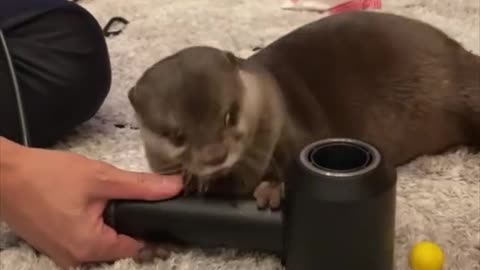 Cute Otter plays with toy