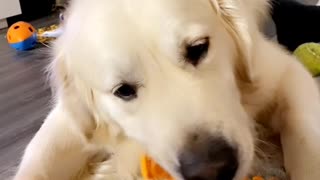 Dog Loves Eating Carrots
