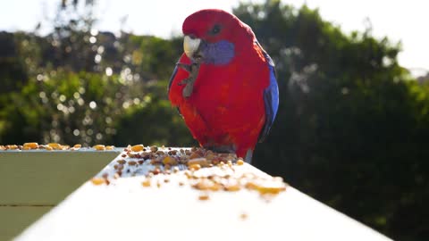 Parrot Eating On The Roof