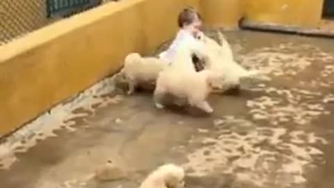 A baby playing puppies adorable