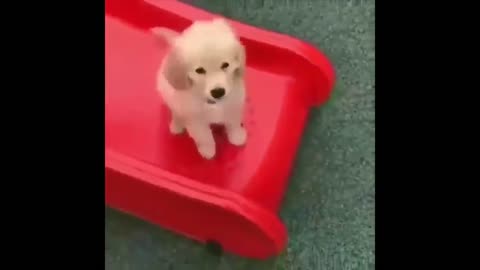 cute puppies just playing...SO F CUTE