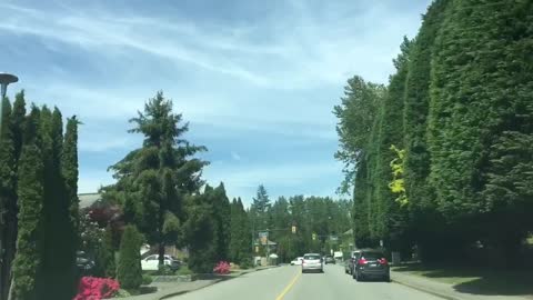 driving between well trimmed trees
