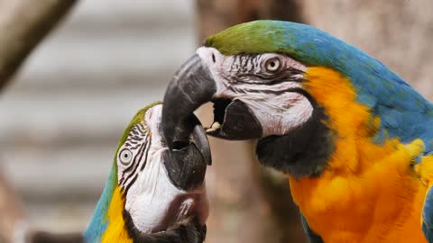 True Parrot Enjoy with Partner