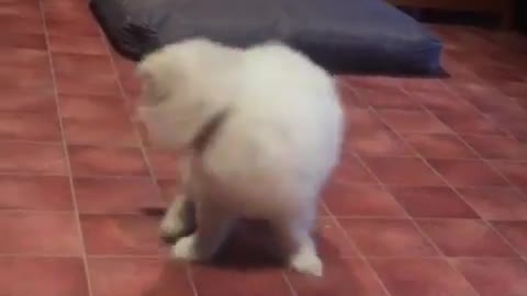 Adorable fluffy dog compilation from baby until first birthday