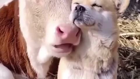 Cow and Puppy are best friends