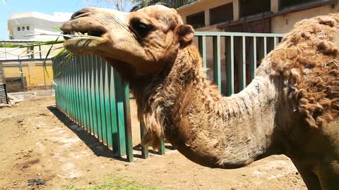 Hungry African Camel Eats Tourist Green Grass