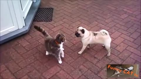 Cats and Dogs Meeting Each other First Time