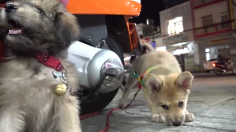 Cute Puppies React When Being Filmed 2 - Cutest Baby Dogs _ Viral Dog