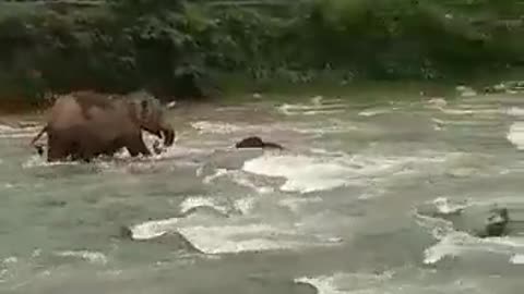 Mother elephant saves calf from drowning in India
