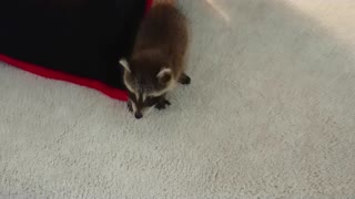 Baby raccoon on an armchair