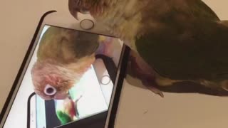Parrot watches video of parrot watching video of parrot