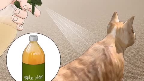 Home Remedies - How to Get rid fleas