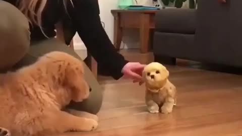 Jealous puppy