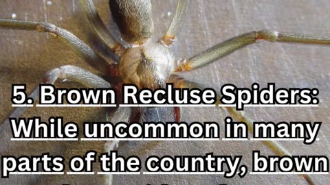 UNMASKING THE 8-LEGGED ROOMIES: TOP 5 SPIDERS YOU’LL FIND IN YOUR AMERICAN HOME