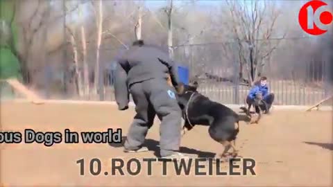 Top 10 Most Dangerous Dogs In The World 2020..