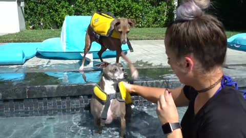 Dog Swimming training must watch