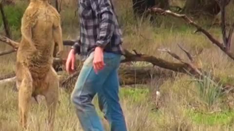 Man_ rescues _Dog _From_ Fierce _Kangaroo