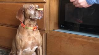 Very Patient Vizsla Delicately Devours Treats