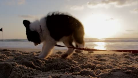 Puppy wanting to walk on the beach