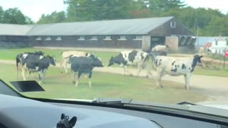 Kids Help Herd The Cows