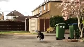 Bat dog in slow motion