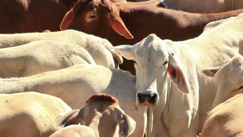 Brahman Beef Cattle Cows Sale Yard Pens