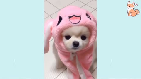 Angry Dogs of TikTok! - 2021 Best Of