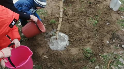 Planting birches with a son