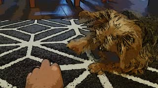 Little Yorkie Puppy Gets Teased For His Treat